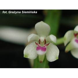 Tuberolabium kotoense (FS)