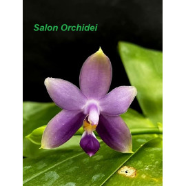 Phalaenopsis violacea Blue...