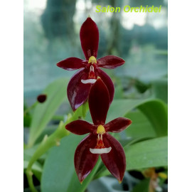 Phalaenopsis cornu-cervi...