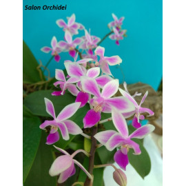 Phalaenopsis equestris...