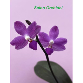 Phalaenopsis Tarina...