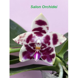 Phalaenopsis Gelblieber  (FS)