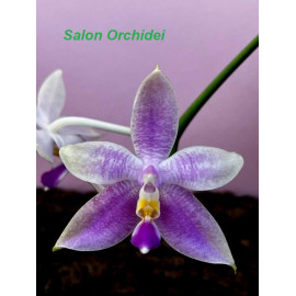 Phalaenopsis Princess...