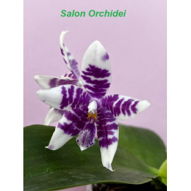 Phalaenopsis Lioulin Blue...