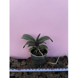 Vanda falcata x Phla....