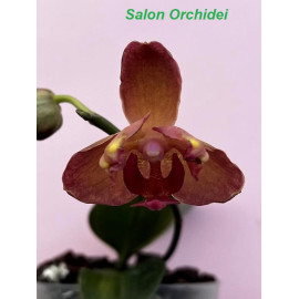 Phalaenopsis Fusheng Fairy...