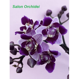 Phalaenopsis Be Tris...