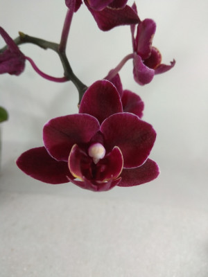 Phalaenopsis Miki Black Angel (FS)