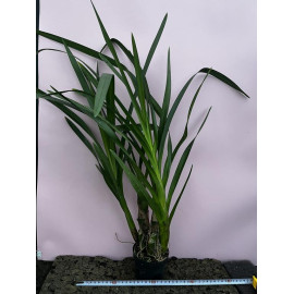 Grammatophyllum speciosum...