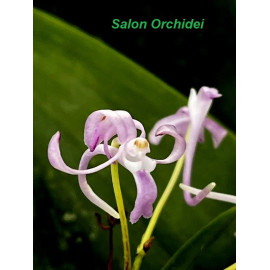 Vanda falcata cv. Koto (FS)