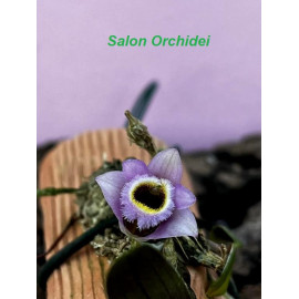 Dendrobium fuscifaucium (FS)