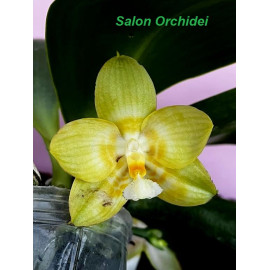 Phalaenopsis Yaphon...