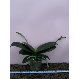 Phalaenopsis Reyoung Annie...