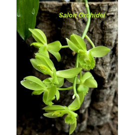 Clowesetum Jumbo Circ Green...