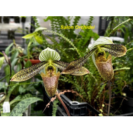 Paphiopedilum wardii Dark...