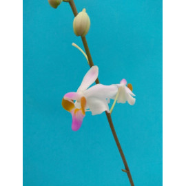 Phalaenopsis pulcherrima...