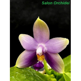 Phalaenopsis violacea Blue...