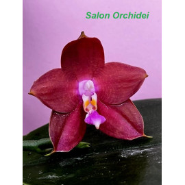 Phalaenopsis Lds Bear King...