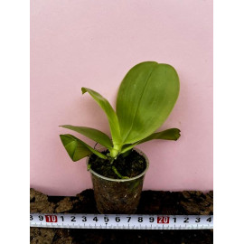 Phalaenopsis violacea...