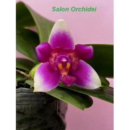 Phalaenopsis Vio Vio Cat...