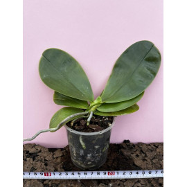 Phalaenopsis Lioulin Blue...