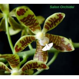 Phalaenopsis viridis (FS)