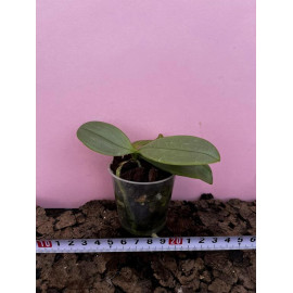 Phalaenopsis sumatrana x...