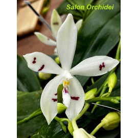 Phalaenopsis tetraspis Fire...