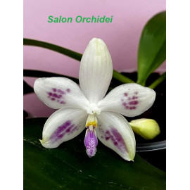 Phalaenopsis speciosa Blue...