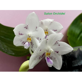 Phalaenopsis Rainbow...