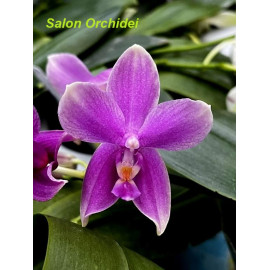 Phalaenopsis Timothy...