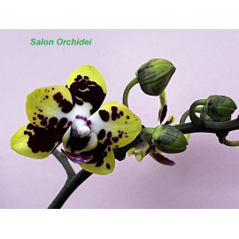 Phalaenopsis Charming...