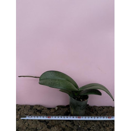 Phalaenopsis I-Hsin Stacy (FS)