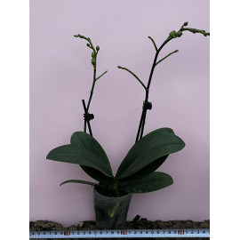 Phalaenopsis Golden Yuzu...