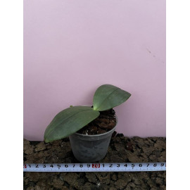 Phalaenopsis gigantea var....