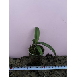 Phalaenopsis ubonensis (NFS)