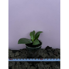 Phalaenopsis Lioulin Blue...