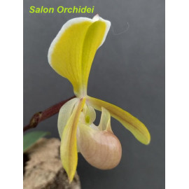 Paphiopedilum helenae (FS)