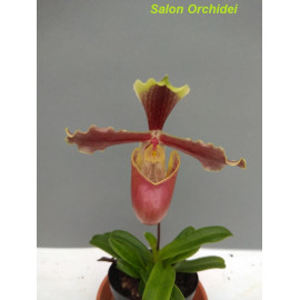 Paphiopedilum x herrmannii...