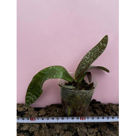 Phalaenopsis schilleriana x...