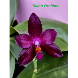 Phalaenopsis KS Passion...