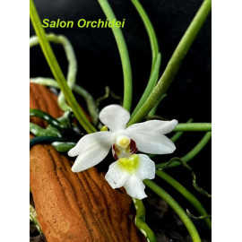 Holcoglossum rupestre (FS)