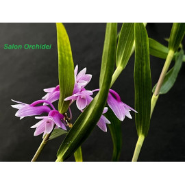 Dendrobium ramosii (FS)