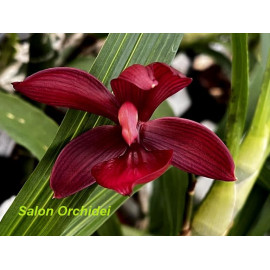 Cycnodes Wine Delight 'JEM'...