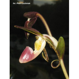 Paphiopedilum gigantifolium...