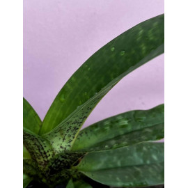 Paphiopedilum liemianum (FS)