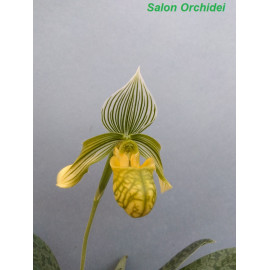 Paphiopedilum venustum alba...