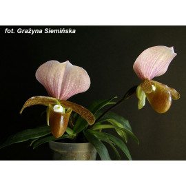 Paphiopedilum...