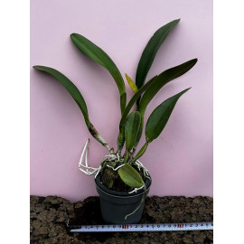 Rlc. Madonna Queen 'Pop...