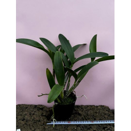 Lc. Puppy Love 'True...